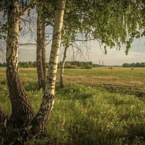 Cover von Владимир Пресняков — Перелетная птица